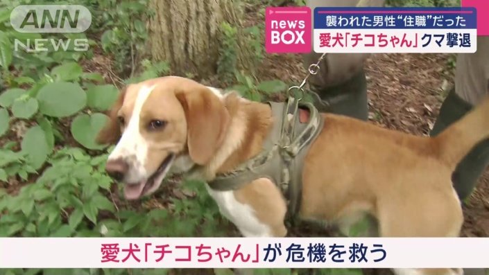 愛犬「チコちゃん」