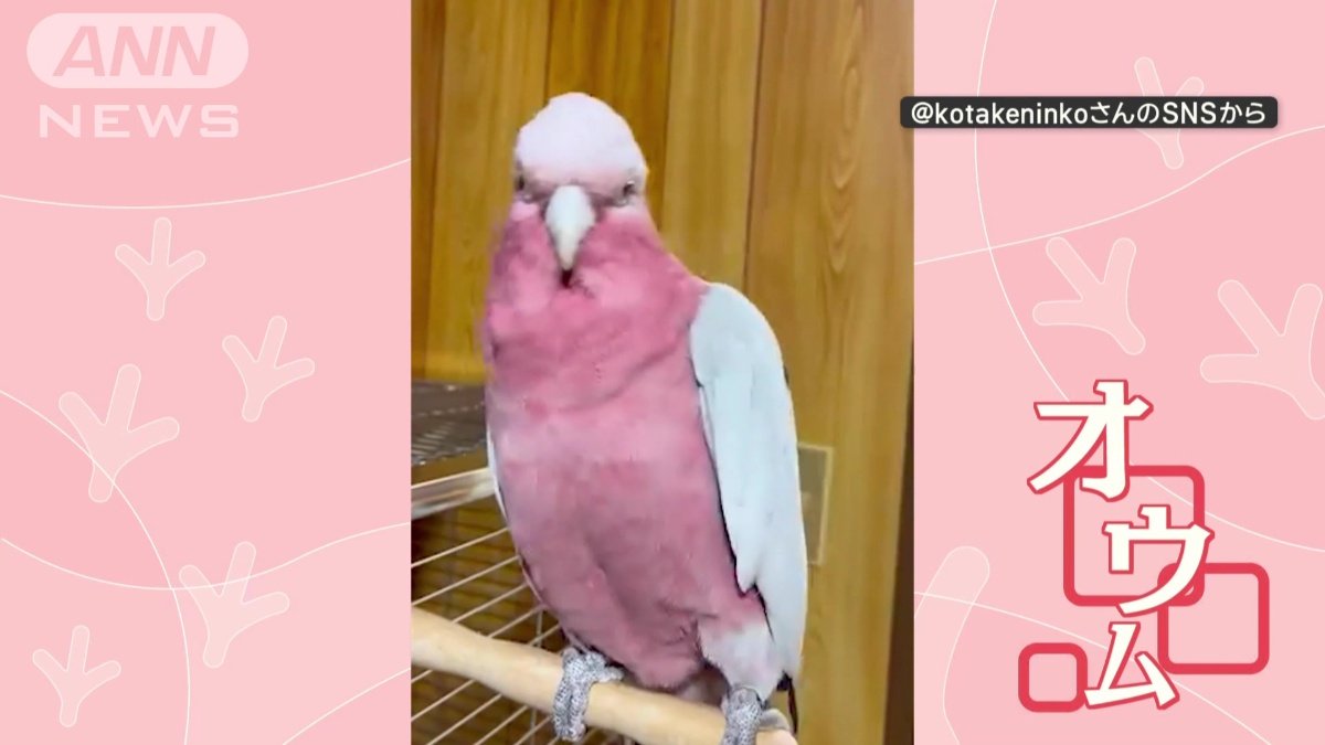 楽しそうなオウム