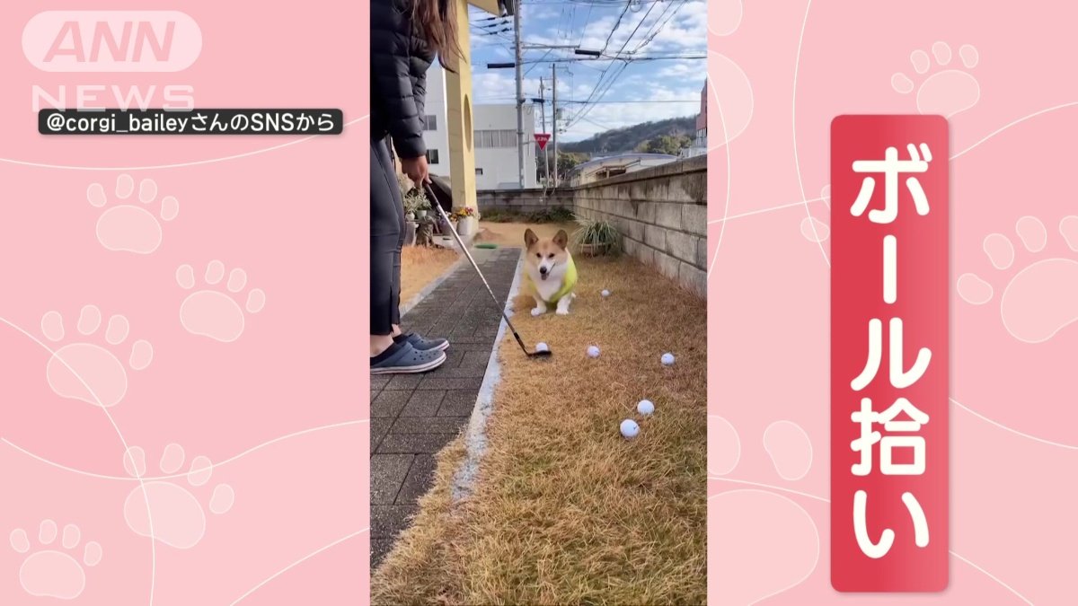 ボール拾いを手伝う