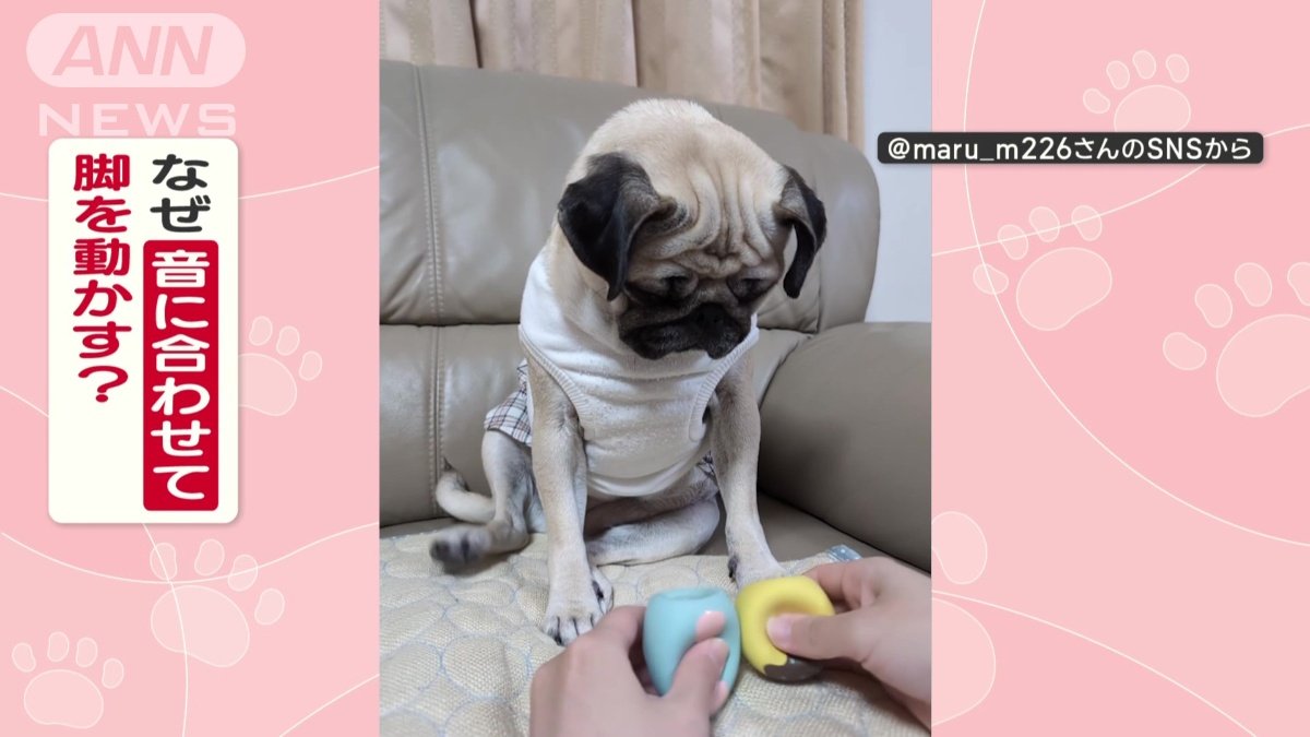 パグのまるちゃん(4)