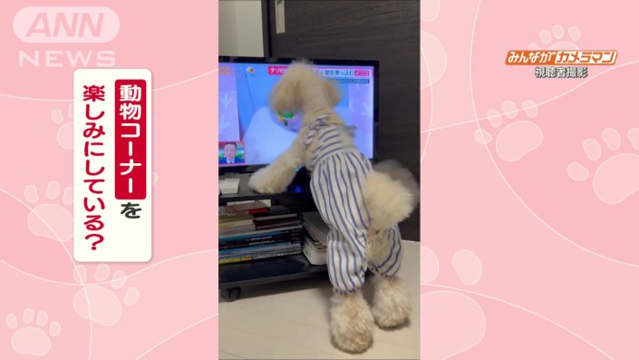 トイプードルのクッキーくん(6)