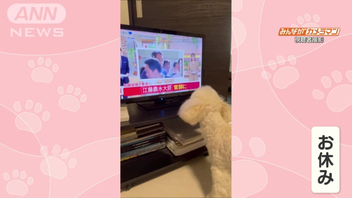 動物コーナーがお休みになると…