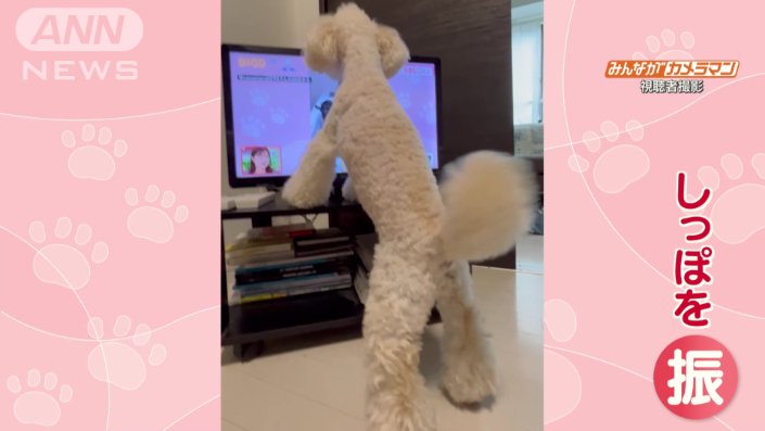 テレビに映る猫ちゃんにくぎづけ