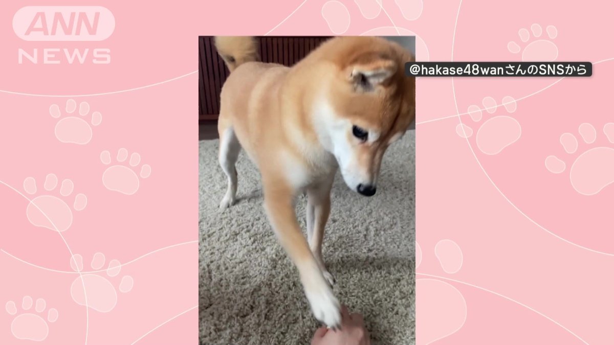 ワンちゃんが催促