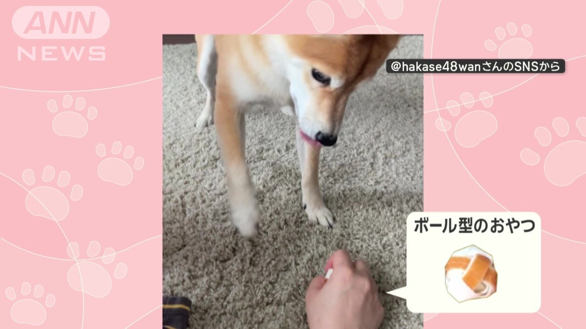飼い主がもっているのはおやつ