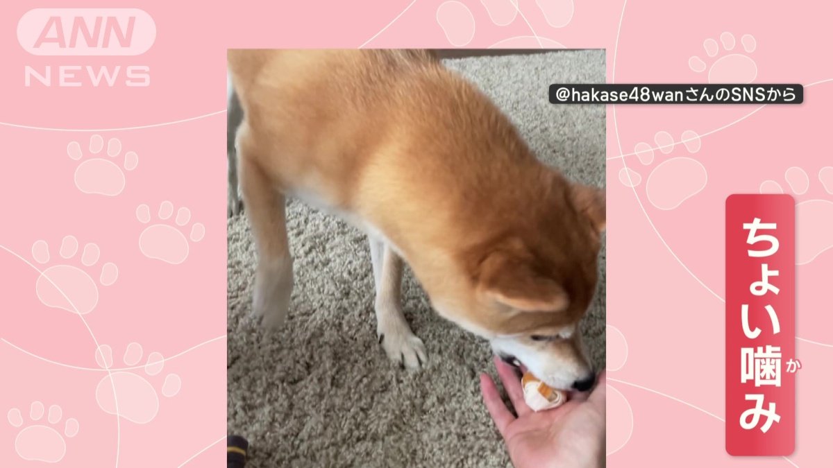 ちょい噛み