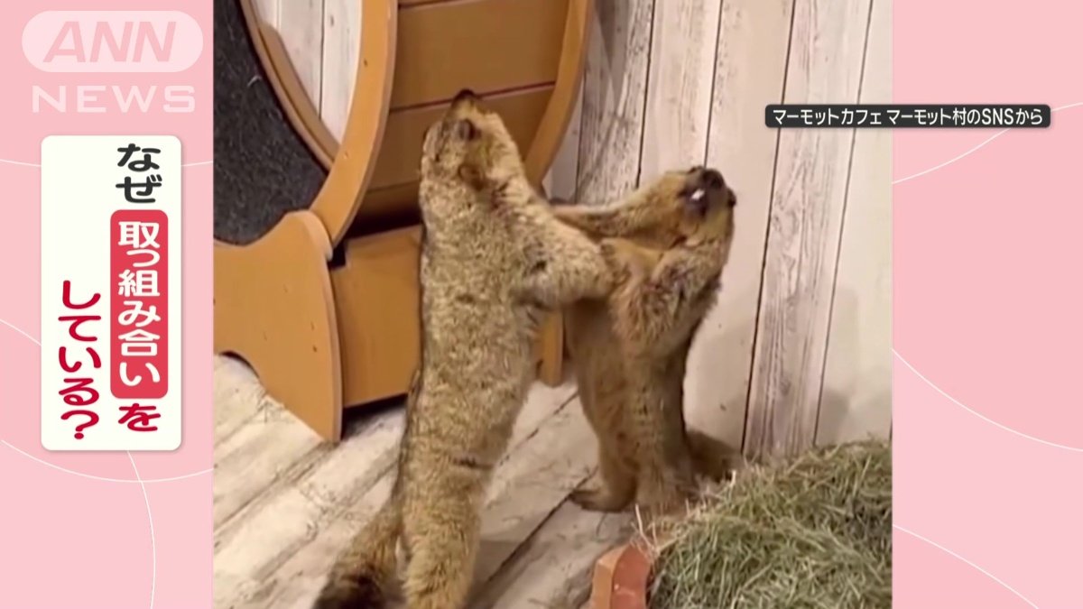 なぜ取っ組み合いをしてる？