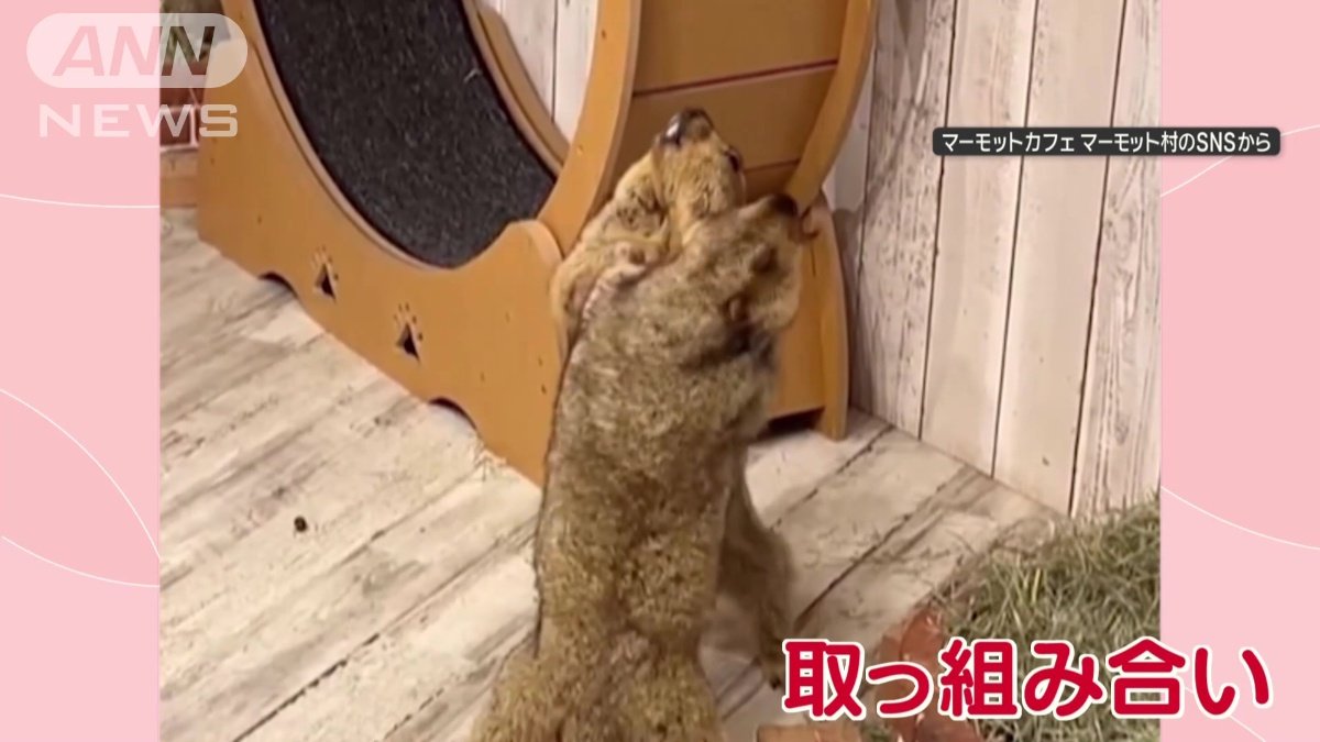取っ組み合い！