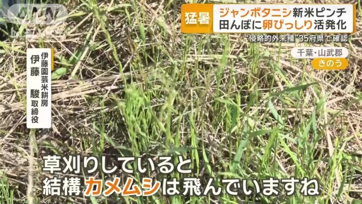 さらに暑くなるとカメムシの姿も