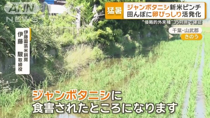 田植え直後の現場で農家を悩ませる問題とは