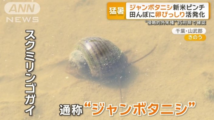 スクミリンゴガイ、通称「ジャンボタニシ」