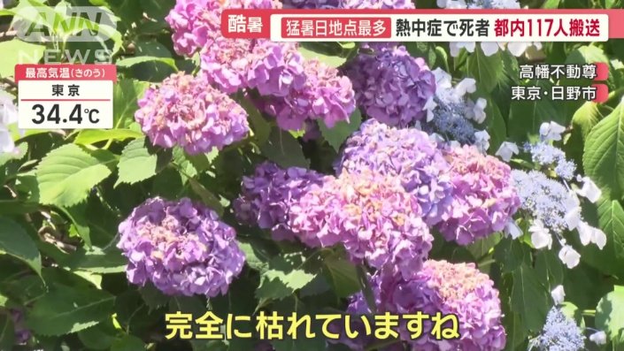 枯れてしまったアジサイ