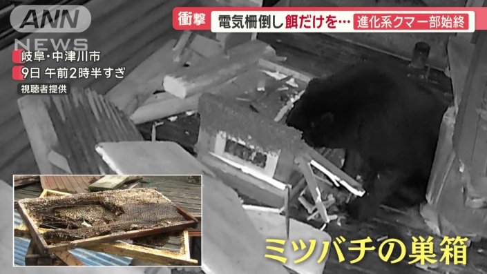 木箱に頭を突っ込んでいるクマ