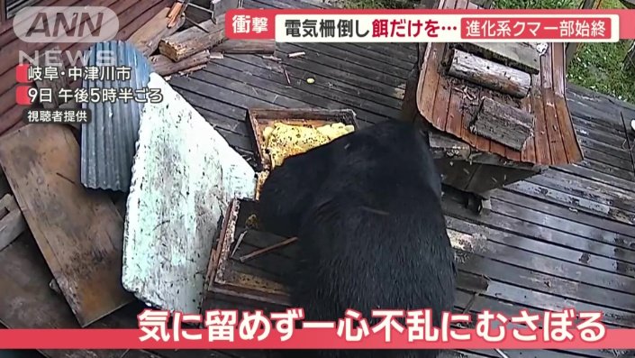 一心不乱に巣箱をむさぼるクマ
