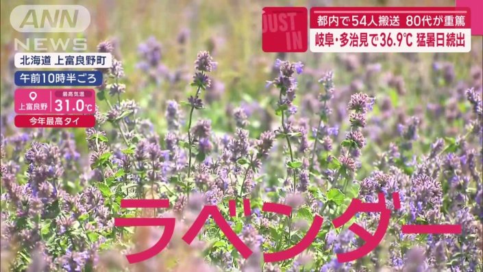 夏の日差しが降り注ぐ