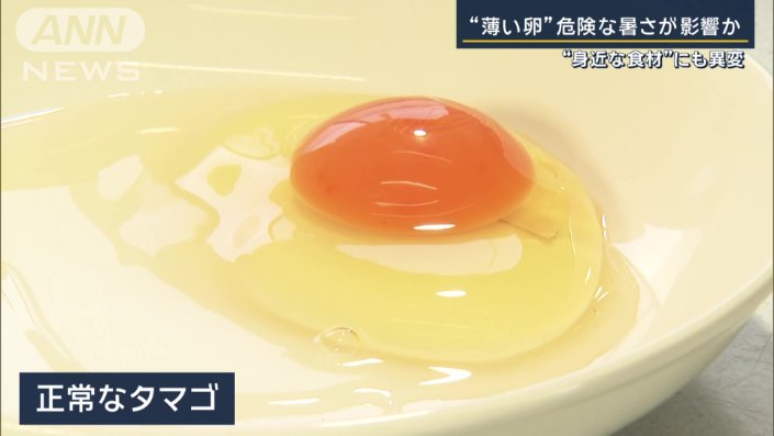 正常なタマゴ