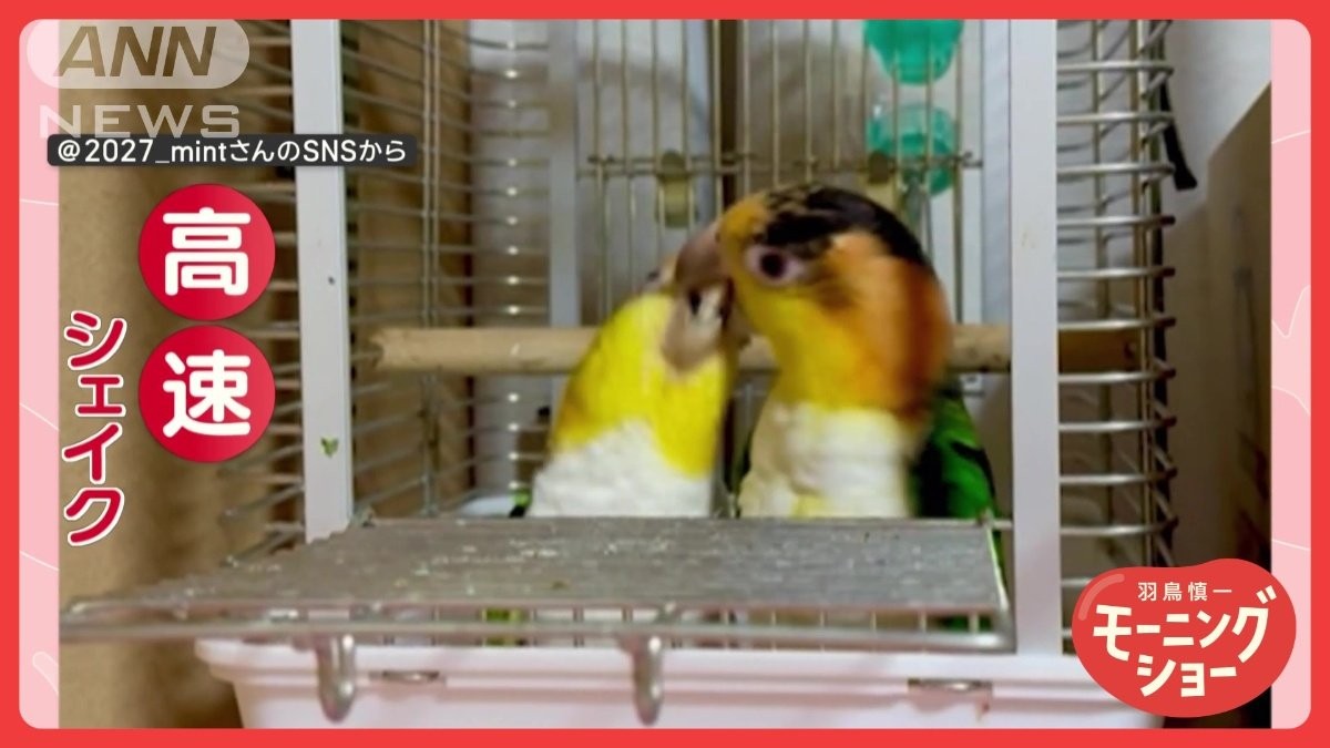 くちばしくわえて高速シェイク！　揺さぶられても絶対に離さないインコさん　なぜ？