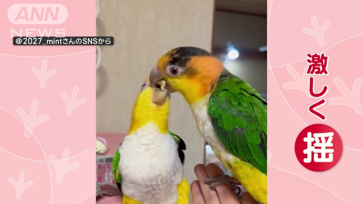 激しく揺さぶる
