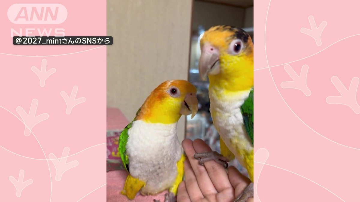 仲良しな２羽