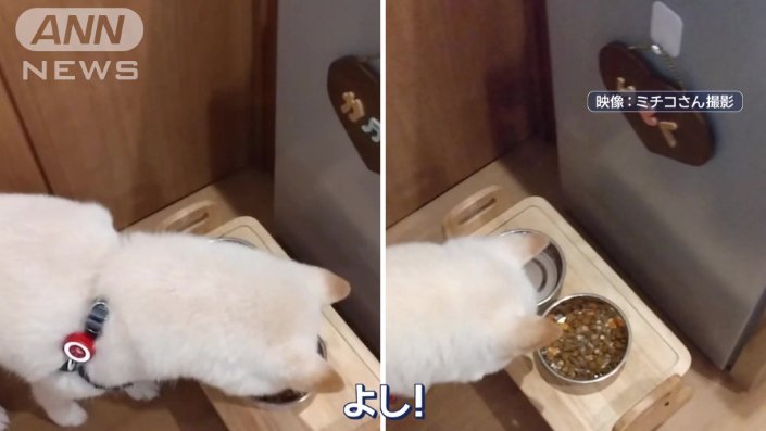 2匹のワンちゃんを飼っている