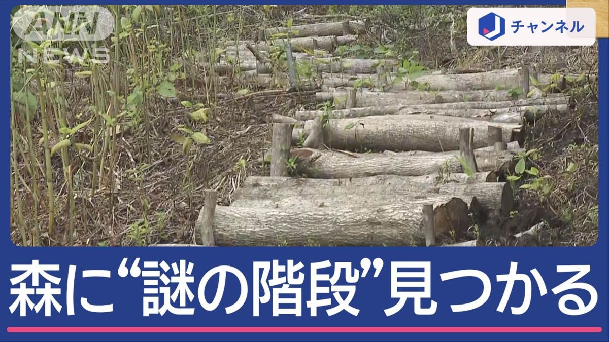 森の奥に“謎の階段” 何のために?誰が作った?