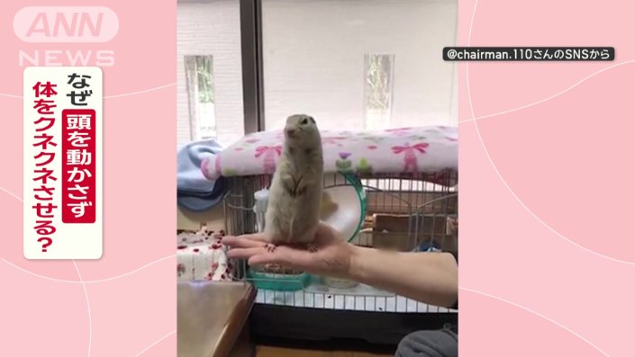 リチャードソンジリスのさーちゃん