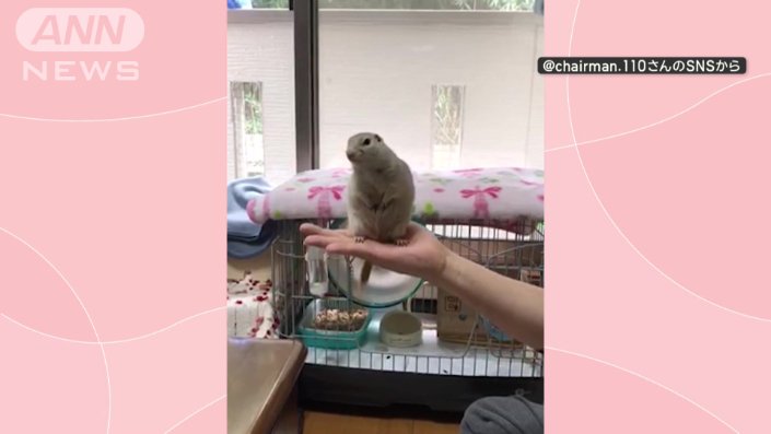 飼い主の手の動きに合わせ体をクネクネ