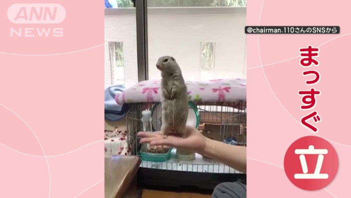 手の上に乗るリスさん
