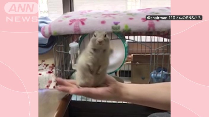 左右に大きく動かしても器用にバランス