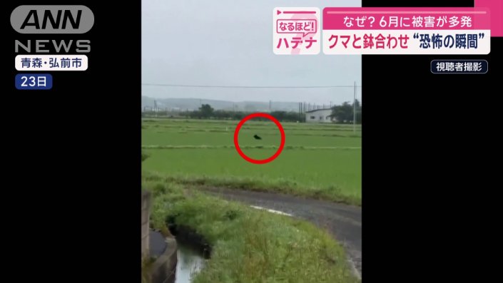 住宅地の田んぼを走るクマ