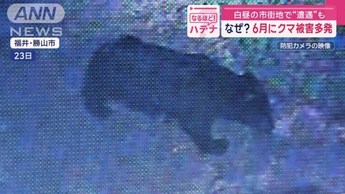 体長1メートルほどのクマ