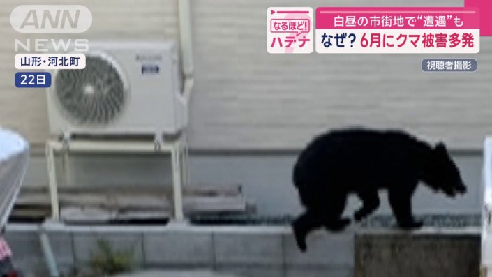 複数回、目撃されたクマ