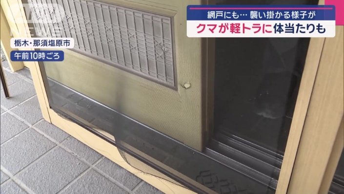 突進したクマによって穴があいた網戸