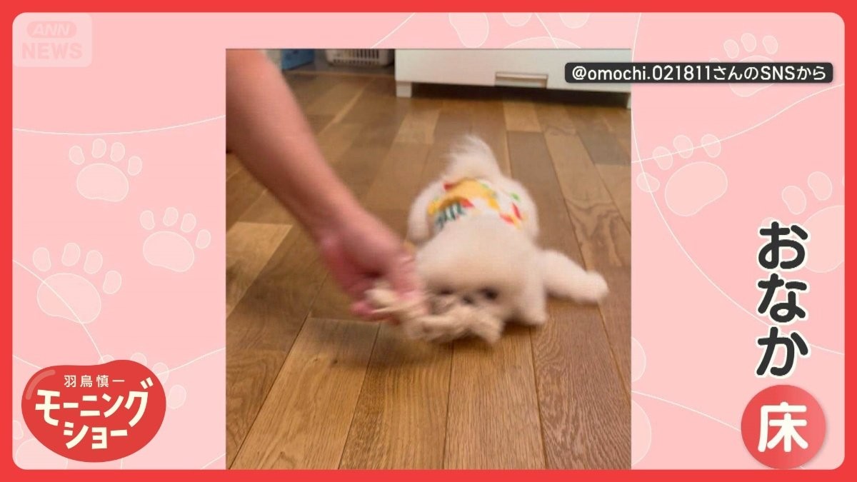 まるでモップ　おもちゃを離さないワンちゃん　床をズルズル行ったり来たり…なぜ？