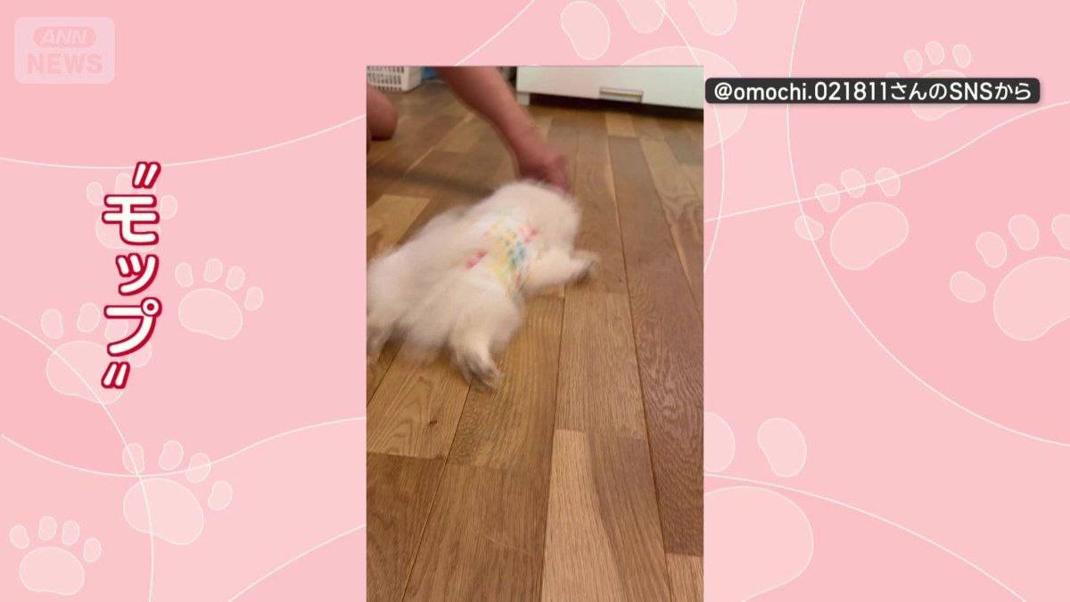 まるでモップ!?