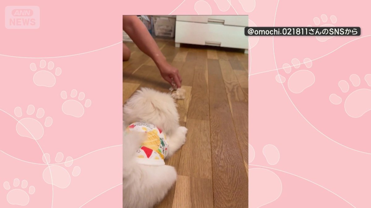 飼い主がおもちゃを見せる
