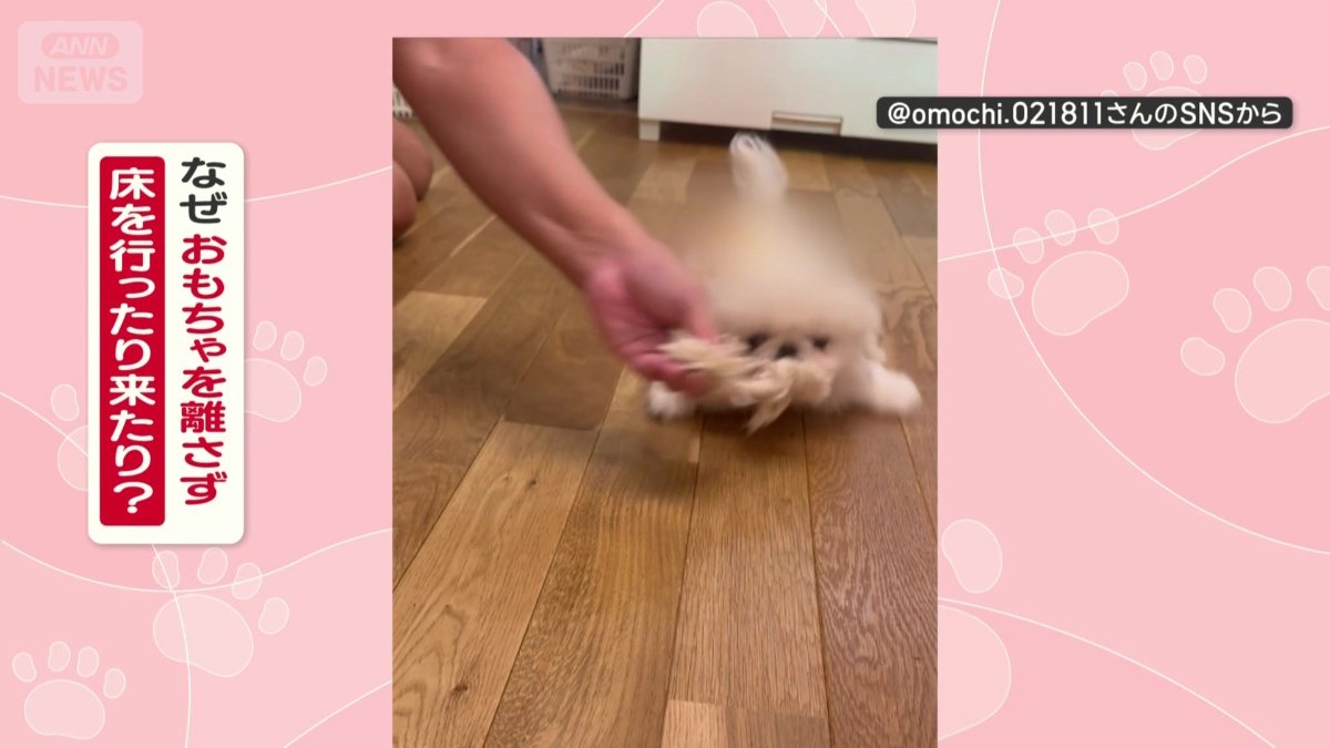 なぜ床をズルズルしてる?