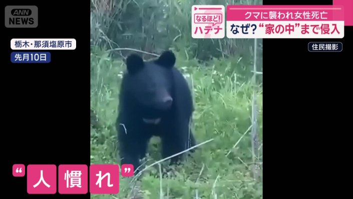 人間に慣れているような姿