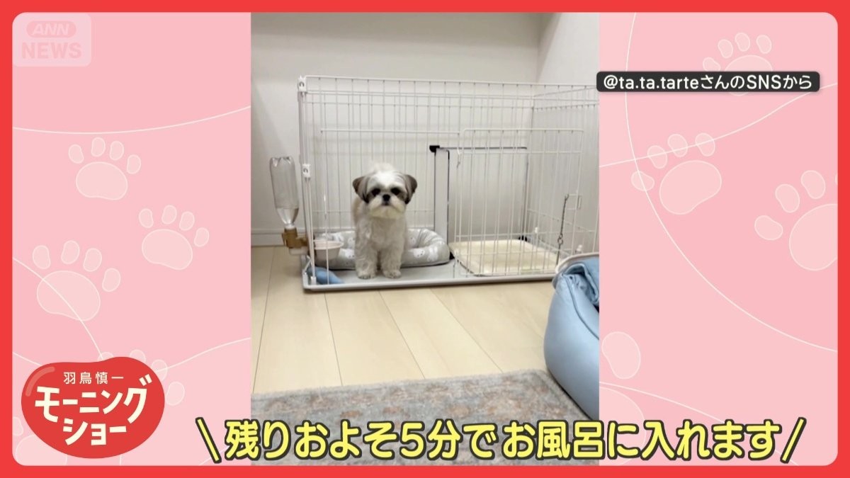 「お風呂が沸きました」でケージにトボトボ…ハウスするワンちゃん　お風呂嫌いなの？