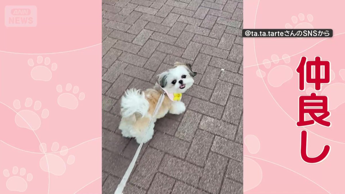 飼い主と仲良く散歩