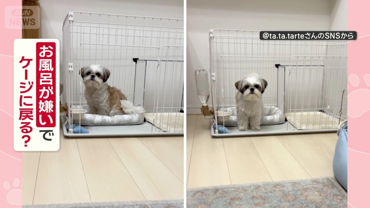 タルトちゃんはお風呂が嫌い？