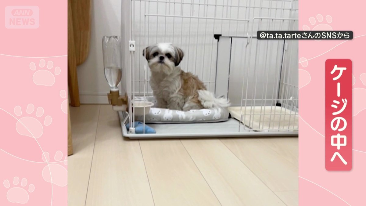 お風呂が沸くと、自らケージへ