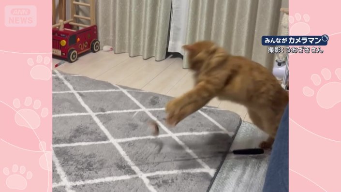羽根を自分で動かして、捕まえる猫ちゃん