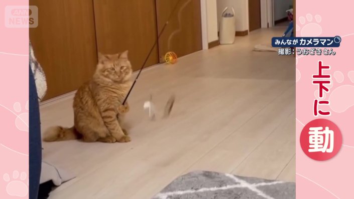 器用に羽根を上下に動かす猫ちゃん