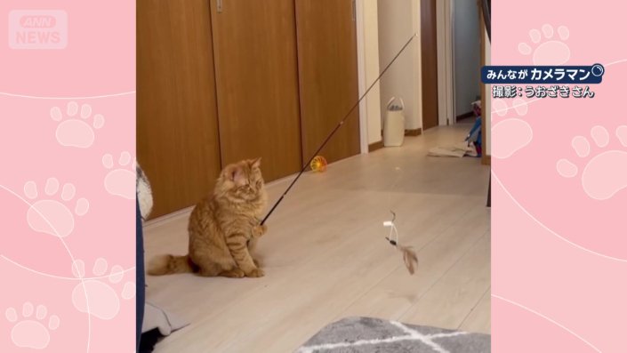 糸の先に羽根がついた釣りざおを持つ、猫ちゃん