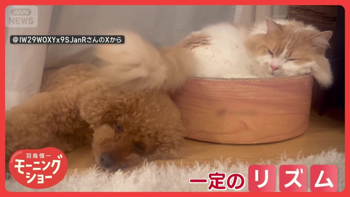 ネコちゃんが尻尾で頭ポンポン…ワンちゃんはウトウト 猫が犬をあやし