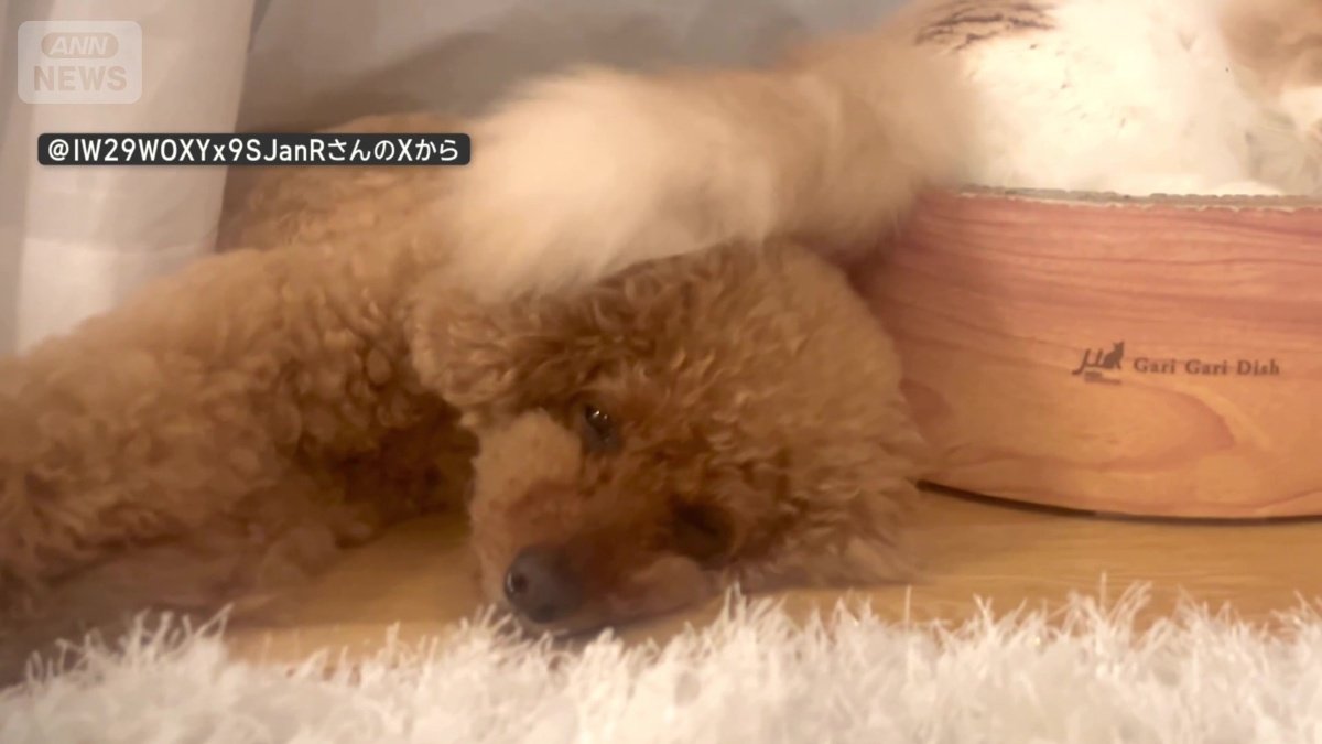 尻尾が当たっても、ジッとしてるワンちゃん