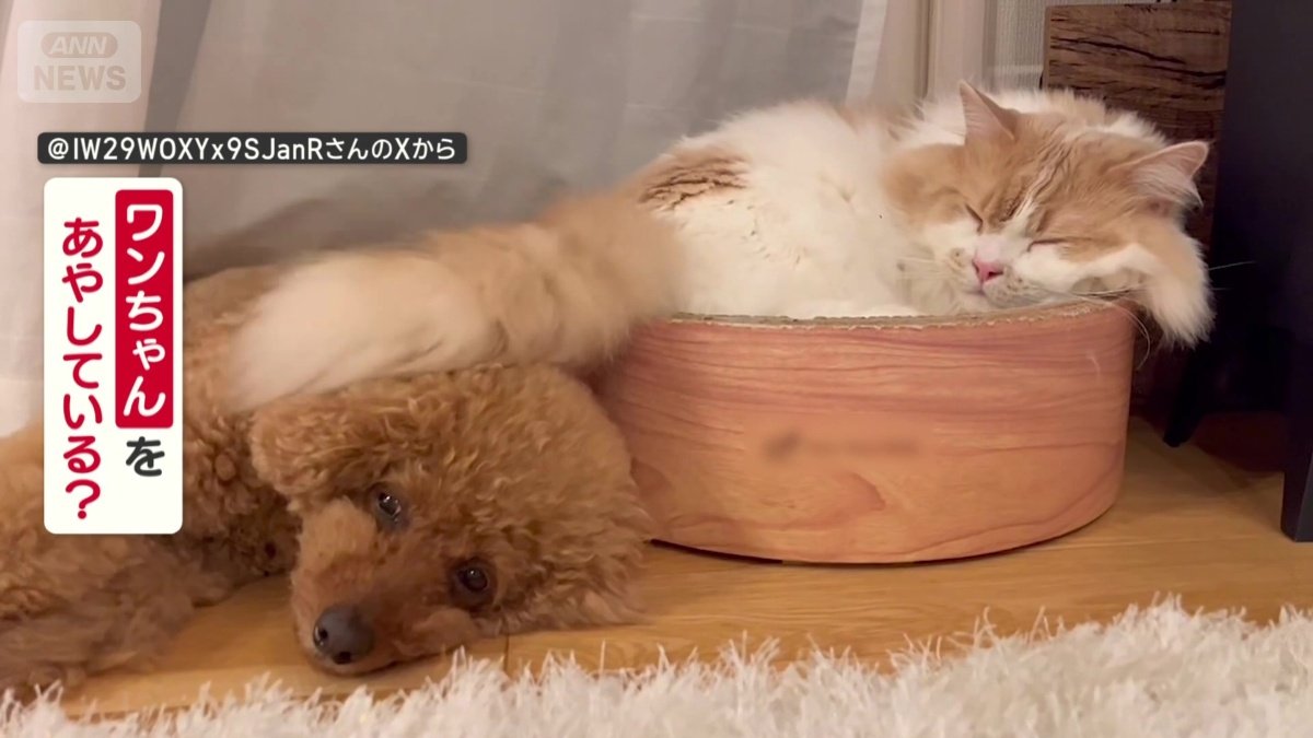 ネコちゃんはワンちゃんをあやしてる？