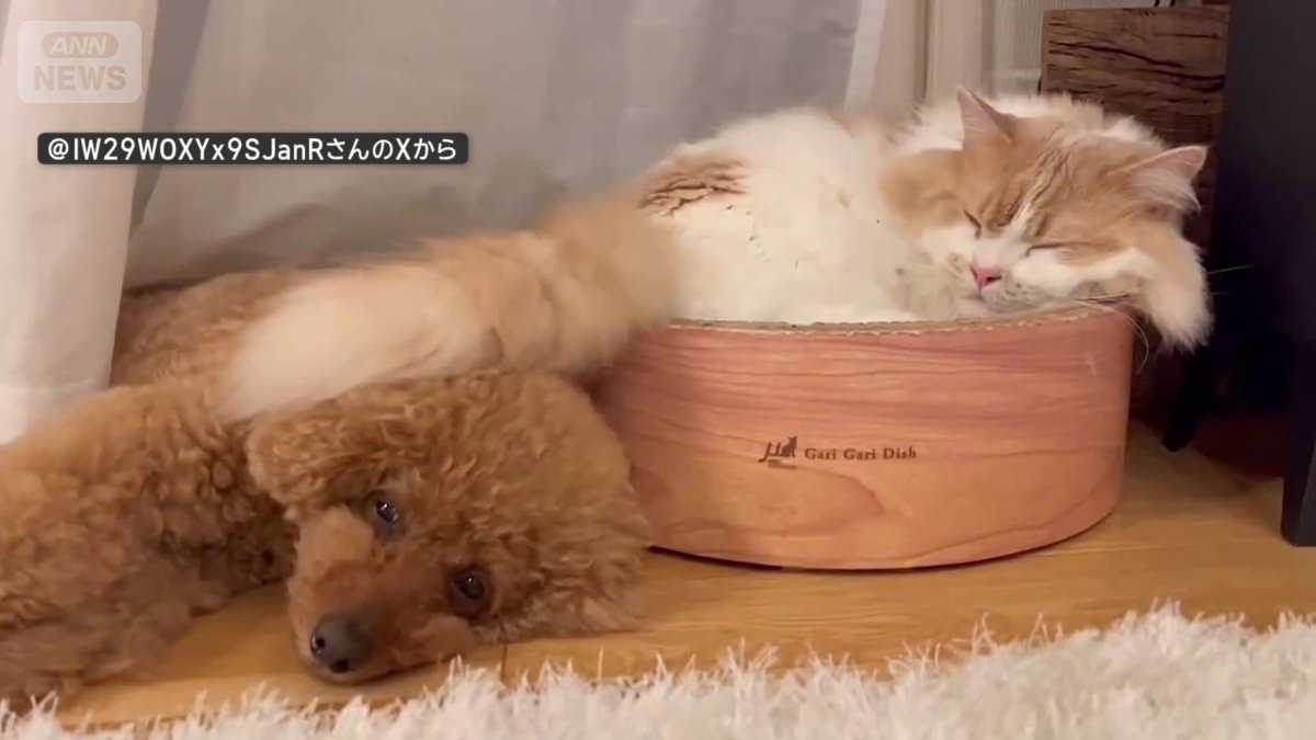 隣にはワンちゃんが！