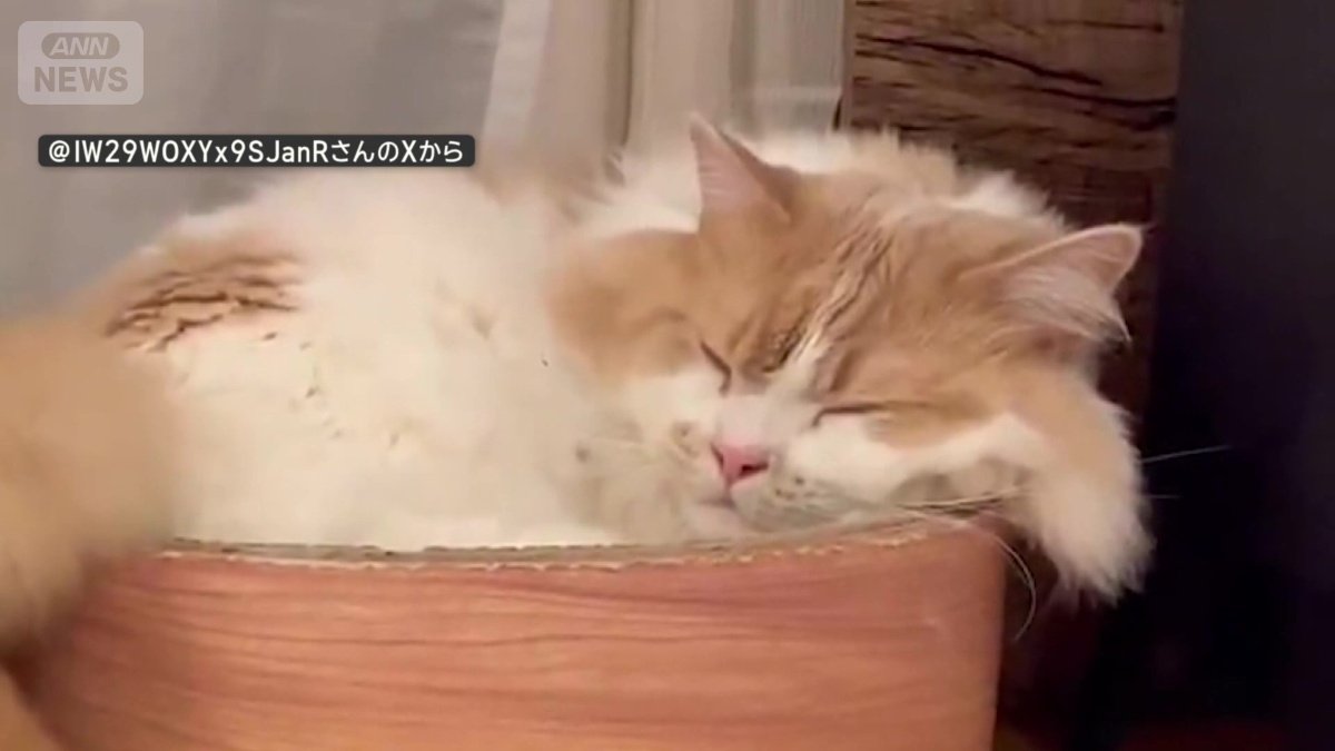 目をつぶるネコちゃん